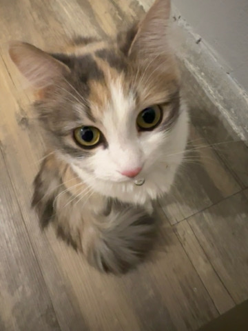 giving away cat