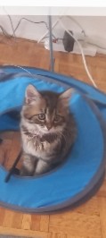 Persian (Modern) – persian kitten