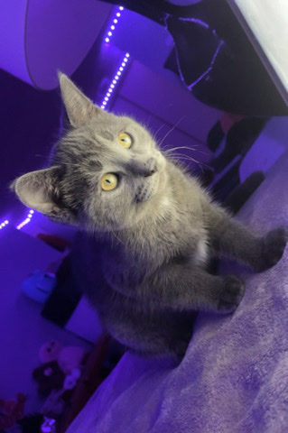 Russian Blue – Boy Kitten