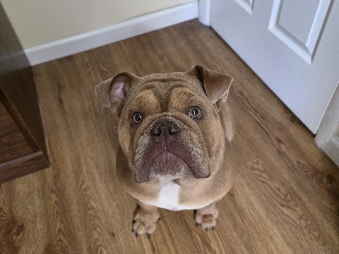 tri color Male English Bulldog 