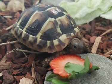 Griechische Landschildkröte (Baby) + terrarium zu verkaufen