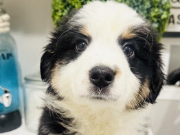 Australian Shepherd – Australian shepherd