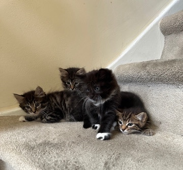4 kittens are looking for a new home
