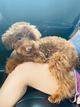 Poodle – teddy