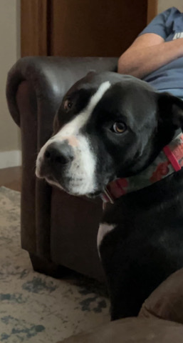 American Pit Bull Terrier – Athena