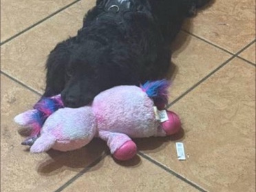 Australian Shepherd – Aussie Doodle – Miami