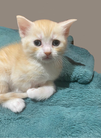 Persian (Modern) – Persian Kittens
