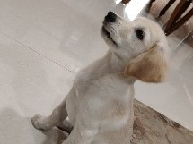 Golden Retriever – Golden retriever – Hyderabad