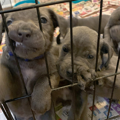 Cane Corso – Cane Corso pups
