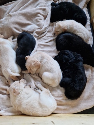 Labrador Retriever – Welpen zu verkaufen