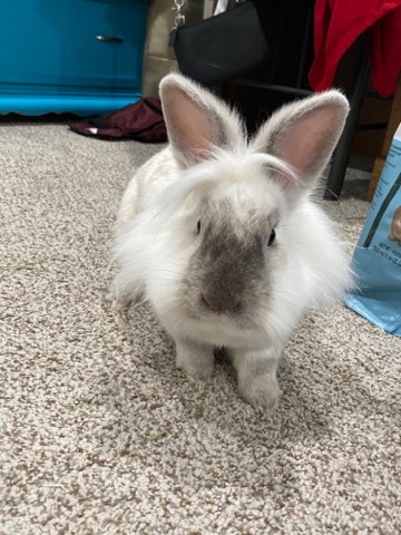 Lionhead – Lionhead Rabbit AND His Play Pen