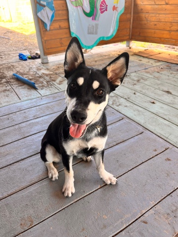 Australian Cattle Dog – Stella