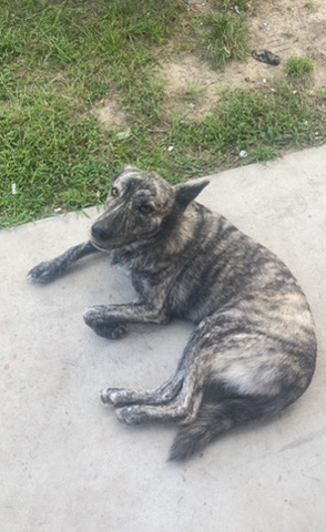 14 month old Dutch shepherd🚨🚨