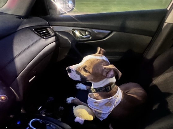 American Pit Bull Terrier – Looking for a new home – New Castle