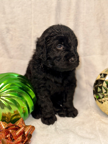 Golden Retriever – F1 Standard Goldendoodles
