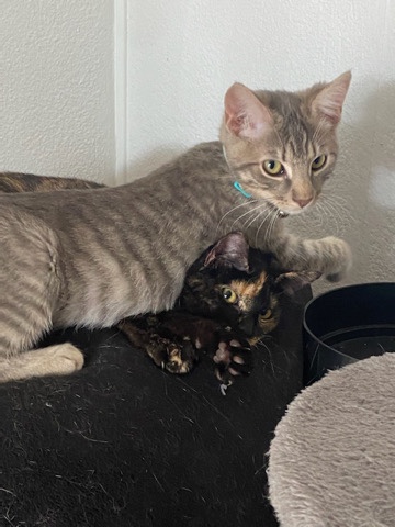 Russian White, Black and Tabby – bonding cats