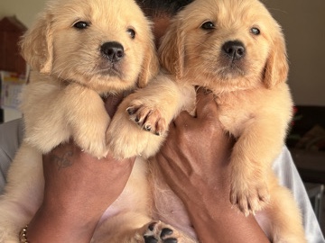 Golden Retriever – Gölde retriever – Seremban