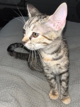 kitten