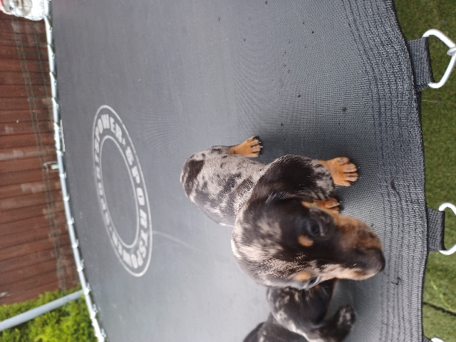 Dachshund – dauchound puppys