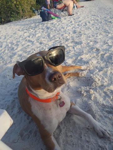 Diciplined family dog