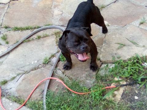 American Pit Bull Terrier – POCKET BULLY – Fort Worth