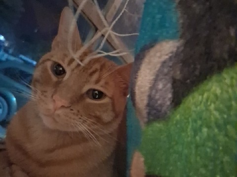 Russian White, Black and Tabby - for sale available for adoption in Dallas