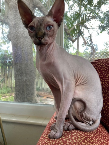 Sphynx – Josephine