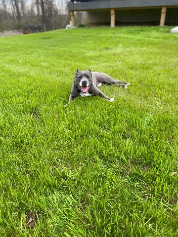 American Pit Bull Terrier – Dior well trained looking for home
