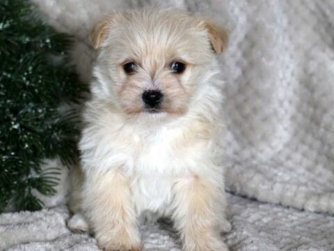 Yorkie Poo – perfect little yorkiepoo baby girl forsale – Virginia Beach