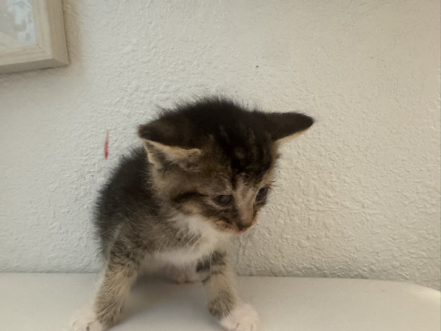 American Shorthair – short hair Kittens – Riverside