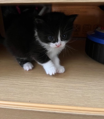 European Shorthair – 3 shorthair kittens with moder cat for sale