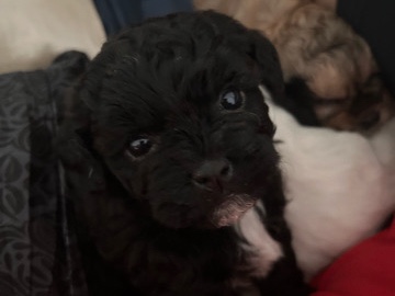 Shih Poo – Juno – 9-Week-Old Shihpoo Diva | Sweet, Silly & Perfect Cuddle Buddy – New York