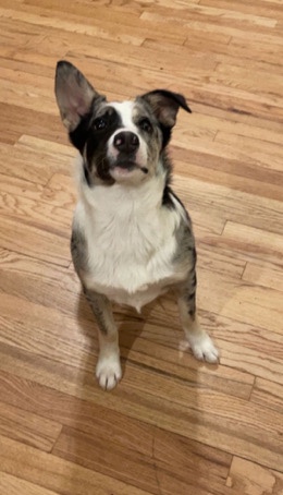 Border Collie – Border Aussie