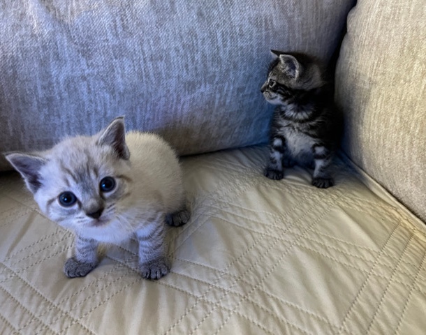 Egyptian Mau Kittens