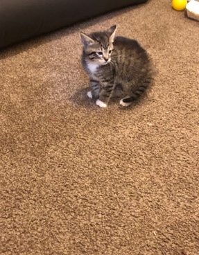 American Curl – Baby Kitten!