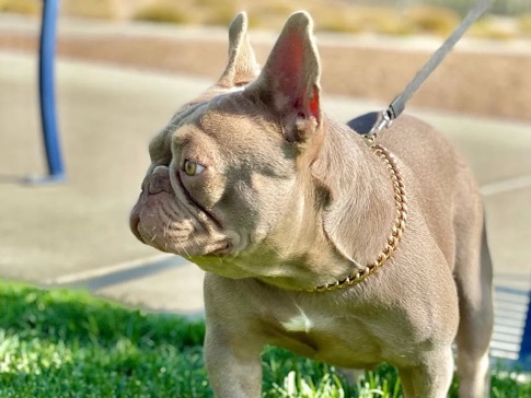 French Bulldog – STUD KC REG⭐️ISABELLA AND LILAC NEW SHADE 👑BOSS HUGO👑 – Rochdale
