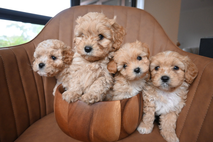 Poodle – Cavoodle- Victoria