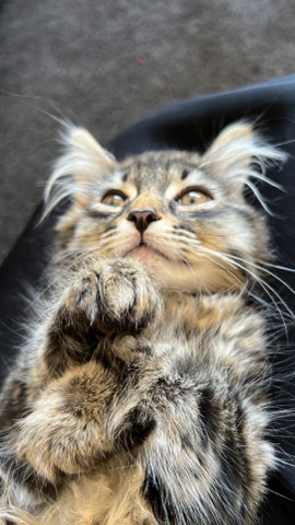 Arabian Mau – british cat💛