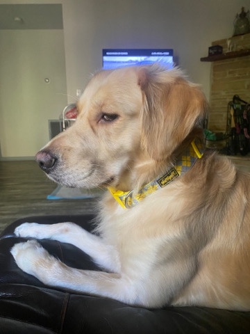 Golden Retriever – Rehome