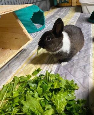 male rabbit looking for a home 