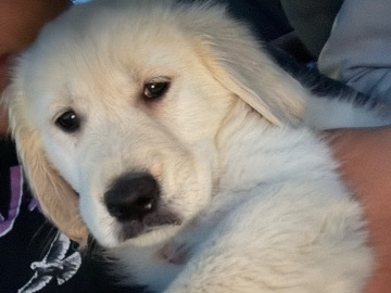 Golden Retriever – Golden Retriever Puppy – Colorado Springs