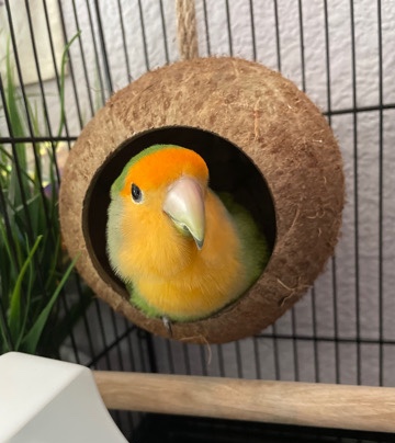Parrotlet – Peachfaced Lovebird