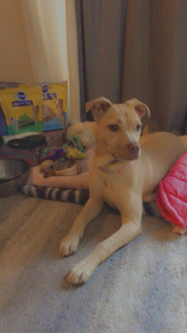 American Pit Bull Terrier – Pitbull mixed with Shepherd
