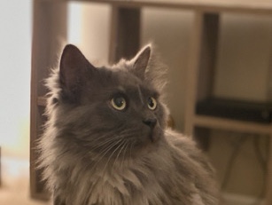 Persian (Traditional) – Smoke – Reynoldsburg