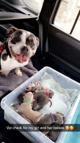 American Bulldog – pocket bullys