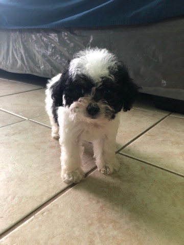 Maltese – maltipoo pups