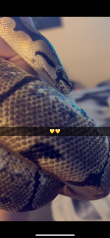 pinstripe ball python