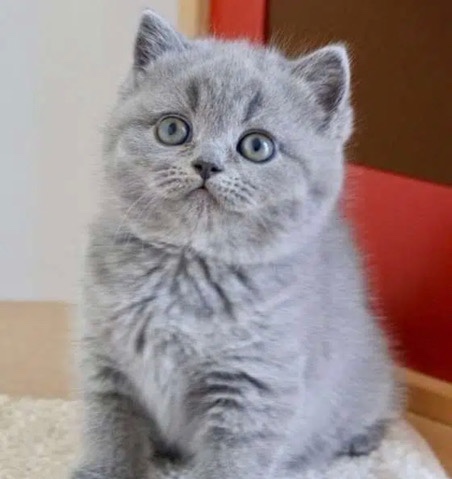 Brazilian Shorthair – Bkh kitten