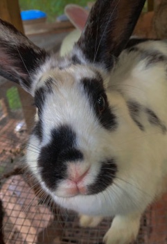 Rex – Rabbit for sale!