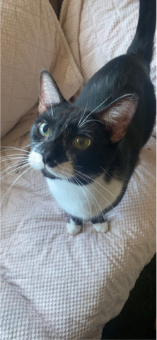 12 cats in need of good home